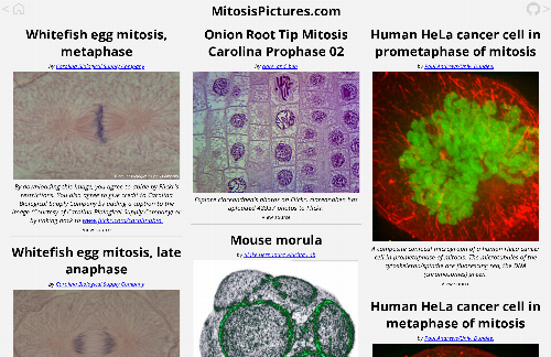 startuptile MitosisPictures.com-